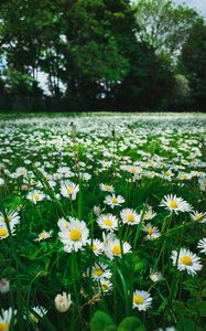 Preview wallpaper chamomile, flowers, plants, field, nature