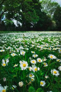 Preview wallpaper chamomile, flowers, plants, field, nature