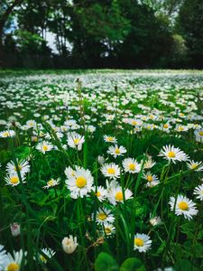 Preview wallpaper chamomile, flowers, plants, field, nature