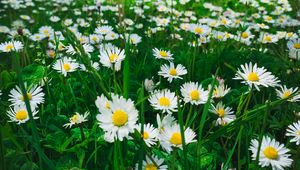 Preview wallpaper chamomile, flowers, plants, field, nature