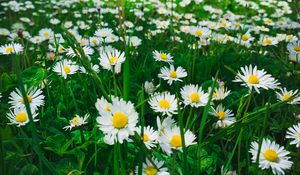 Preview wallpaper chamomile, flowers, plants, field, nature