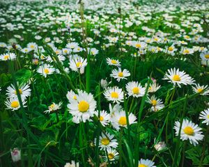Preview wallpaper chamomile, flowers, plants, field, nature