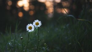 Preview wallpaper chamomile, flowers, plants, macro, nature