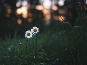 Preview wallpaper chamomile, flowers, plants, macro, nature