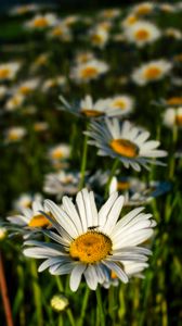 Preview wallpaper chamomile, flowers, plants, macro, summer