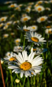 Preview wallpaper chamomile, flowers, plants, macro, summer