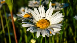 Preview wallpaper chamomile, flowers, plants, macro, summer