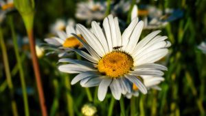 Preview wallpaper chamomile, flowers, plants, macro, summer