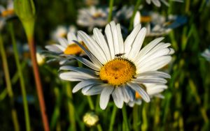 Preview wallpaper chamomile, flowers, plants, macro, summer