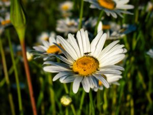 Preview wallpaper chamomile, flowers, plants, macro, summer