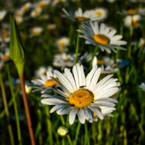 Preview wallpaper chamomile, flowers, plants, macro, summer