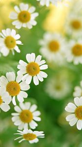 Preview wallpaper chamomile, flowers, summer, flower, petals, close-up