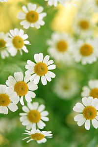 Preview wallpaper chamomile, flowers, summer, flower, petals, close-up