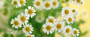 Preview wallpaper chamomile, flowers, summer, flower, petals, close-up