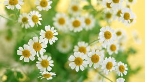 Preview wallpaper chamomile, flowers, summer, flower, petals, close-up