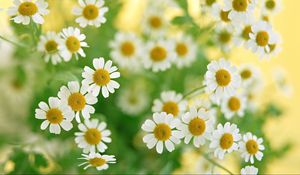 Preview wallpaper chamomile, flowers, summer, flower, petals, close-up