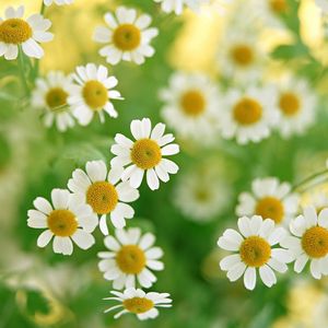 Preview wallpaper chamomile, flowers, summer, flower, petals, close-up