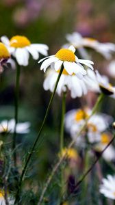 Preview wallpaper chamomile, flowers, summer, nature