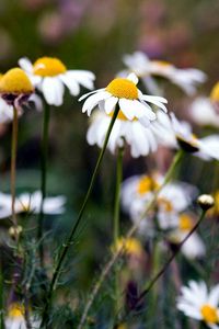 Preview wallpaper chamomile, flowers, summer, nature