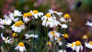 Preview wallpaper chamomile, flowers, summer, nature