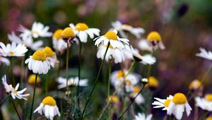 Preview wallpaper chamomile, flowers, summer, nature