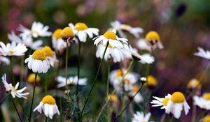 Preview wallpaper chamomile, flowers, summer, nature