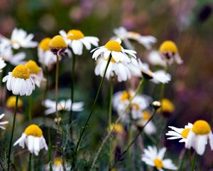 Preview wallpaper chamomile, flowers, summer, nature