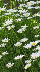 Preview wallpaper chamomile, flowers, summer, meadow, greens