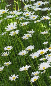 Preview wallpaper chamomile, flowers, summer, meadow, greens