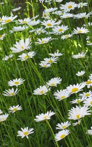 Preview wallpaper chamomile, flowers, summer, meadow, greens