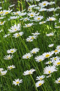 Preview wallpaper chamomile, flowers, summer, meadow, greens