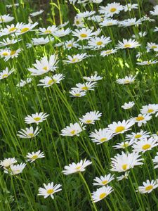 Preview wallpaper chamomile, flowers, summer, meadow, greens