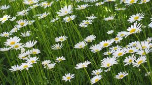 Preview wallpaper chamomile, flowers, summer, meadow, greens