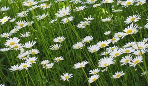 Preview wallpaper chamomile, flowers, summer, meadow, greens