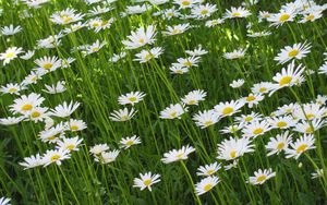 Preview wallpaper chamomile, flowers, summer, meadow, greens