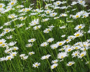 Preview wallpaper chamomile, flowers, summer, meadow, greens