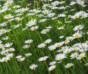 Preview wallpaper chamomile, flowers, summer, meadow, greens