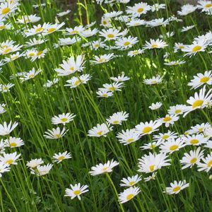 Preview wallpaper chamomile, flowers, summer, meadow, greens