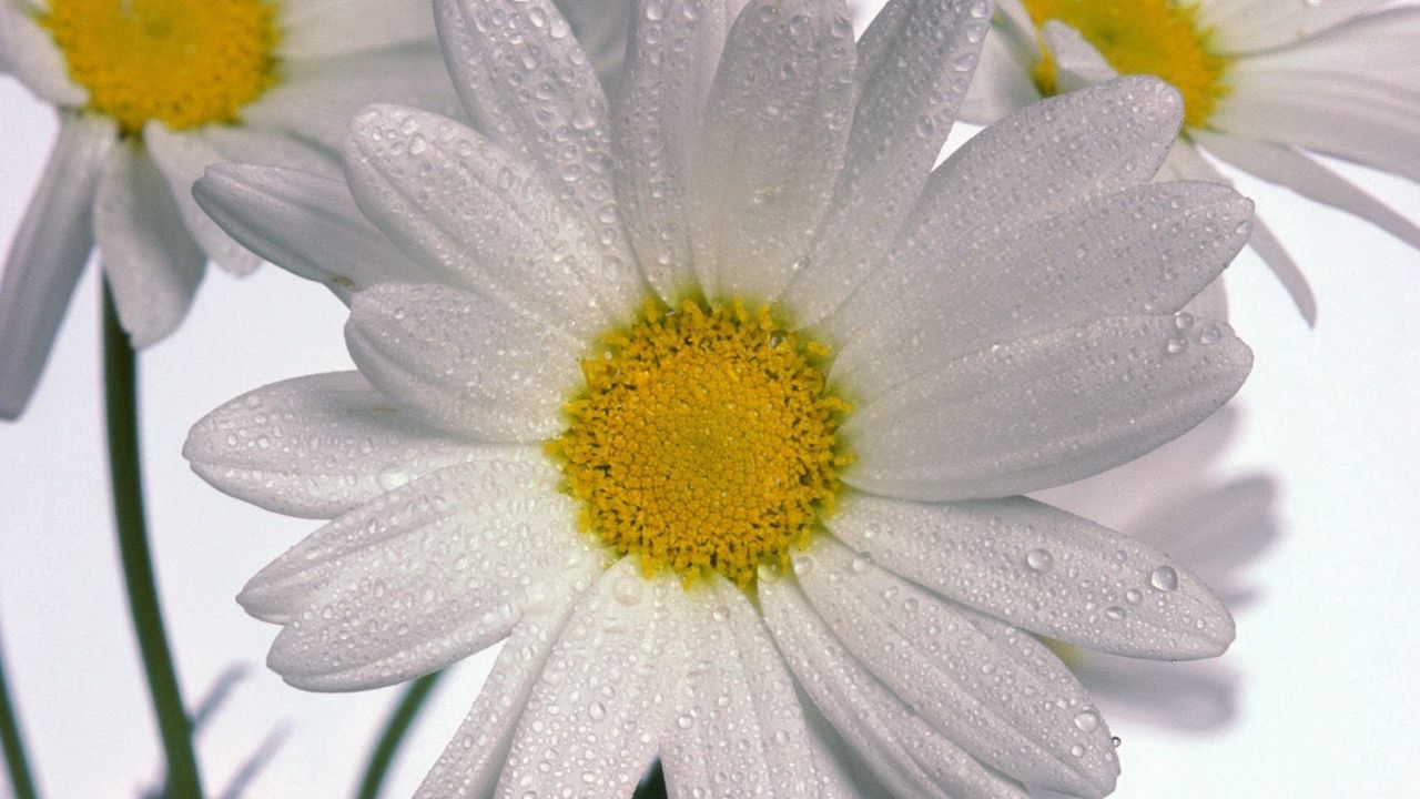 Wallpaper chamomile, flowers, three, white, drops, close-up