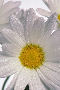 Preview wallpaper chamomile, flowers, three, white, drops, close-up