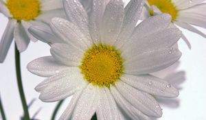 Preview wallpaper chamomile, flowers, three, white, drops, close-up