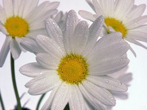Preview wallpaper chamomile, flowers, three, white, drops, close-up