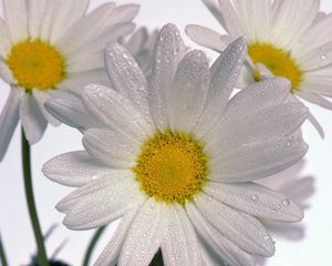 Preview wallpaper chamomile, flowers, three, white, drops, close-up