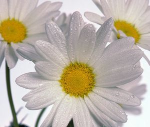 Preview wallpaper chamomile, flowers, three, white, drops, close-up