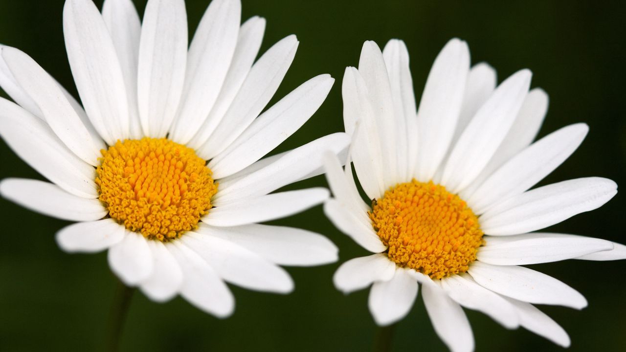 Wallpaper chamomile, flowers, two, white, close-up