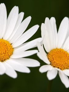Preview wallpaper chamomile, flowers, two, white, close-up