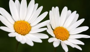 Preview wallpaper chamomile, flowers, two, white, close-up