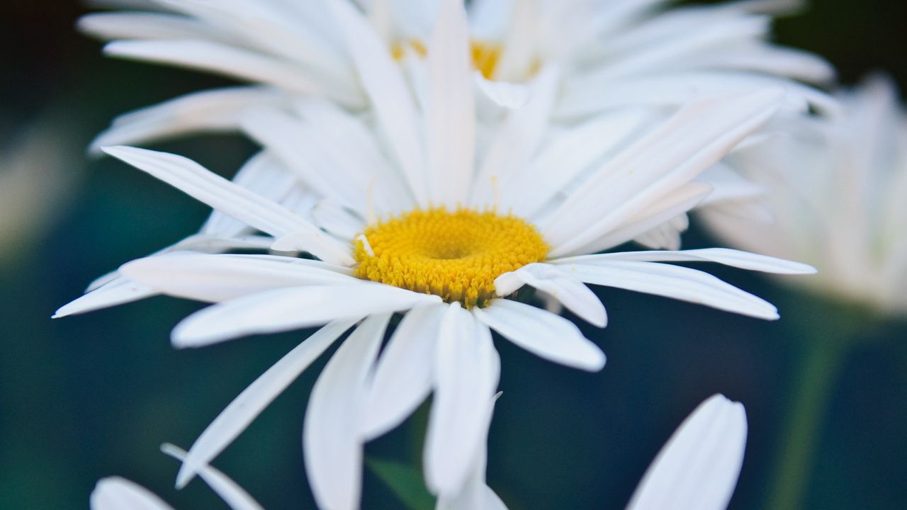 Wallpaper chamomile, flowers, white, bloom, closeup