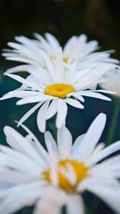 Preview wallpaper chamomile, flowers, white, bloom, closeup