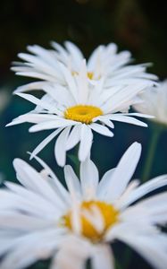 Preview wallpaper chamomile, flowers, white, bloom, closeup
